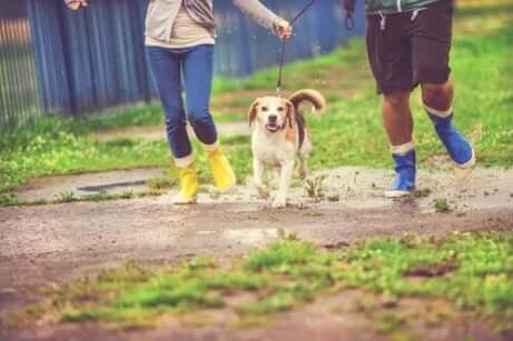 Köpek ile birlikte yürüyüş yapan iki kişi