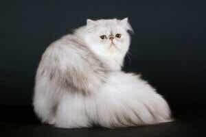 beyaz tüylü depresif kedi
