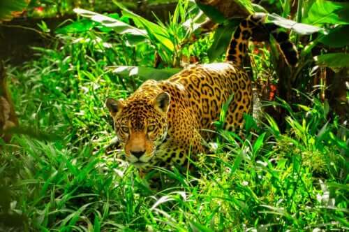 Jaguarlar ve Leoparlar Arasındaki Farklar Nelerdir?