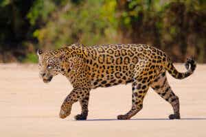 jaguar yürüyor