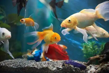 akvaryumda japon balıkları