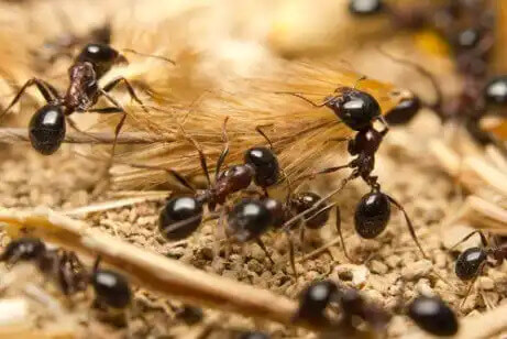 karıncalar tarımı icat etti