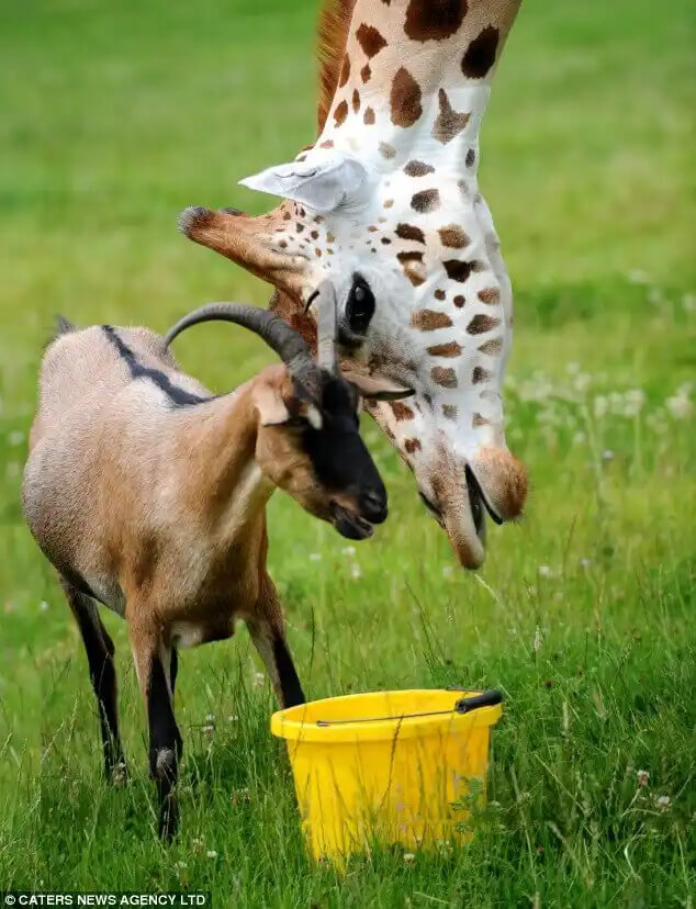 zürafa ve keçinin dostluğu
