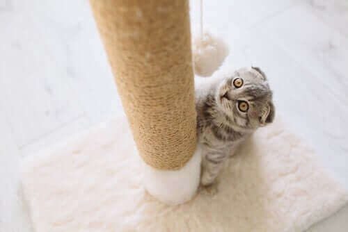 Kedi Tırmalama Tahtaları Hakkındaki Her Şey