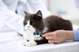 veterinerde endişeli kedi