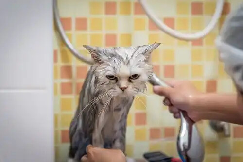 kedi yıkamak