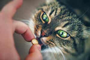 kedilere ilaç vermek