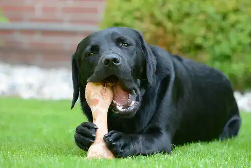 kemik yiyen köpek