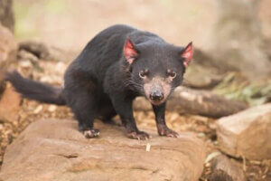 Avustralya: Keseli Hayvanların Ülkesi