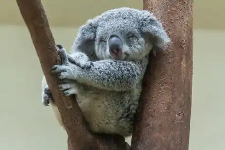 ağaçta duran koala keseli hayvan