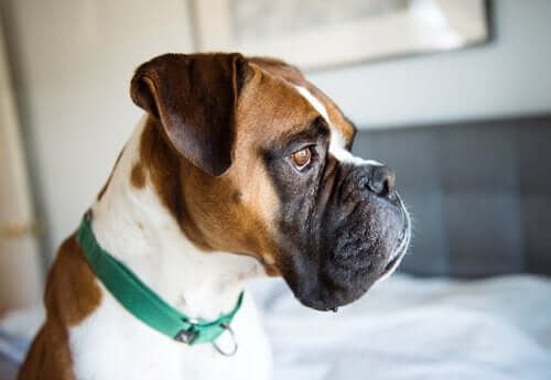 Köpeklerde Depresyon: Önlemenin Yolları ve Tedavisi