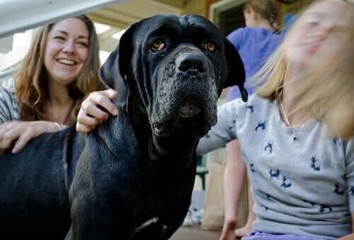 Köpek Korkusu: Sinofobi Nasıl Yenilir?