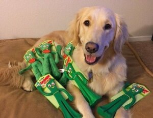 Köpek En Sevdiği Oyuncağı Gibi Giyinmiş Sahibine Tepki Veriyor: Gumby
