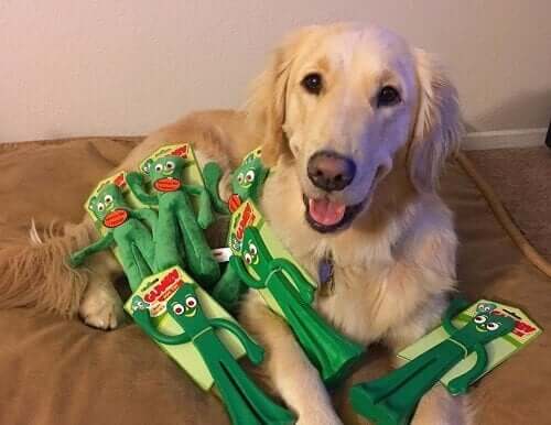 Köpek En Sevdiği Oyuncağı Gibi Giyinmiş Sahibine Tepki Veriyor: Gumby