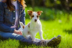 sahibiyle parkta köpek