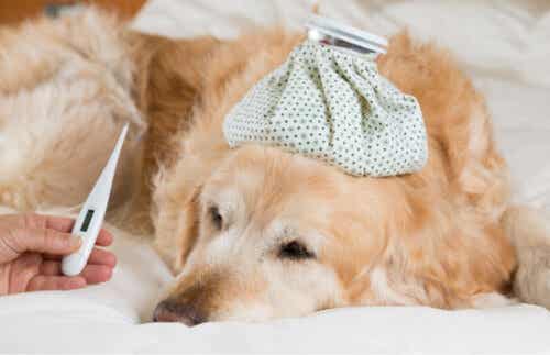 köpeklerde soğuk algınlığı