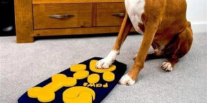 Köpekler İçin İlk Televizyon Kumandası