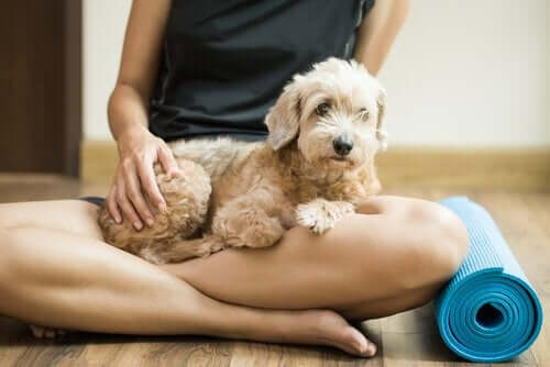 Köpeklerle Yoga Yapılabileceğini Duydunuz mu?