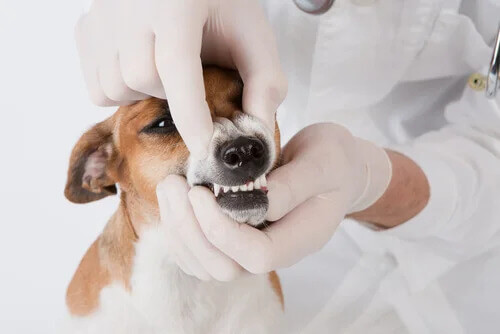 Köpekler için Diş İpi Oyuncaklar