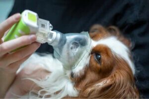 Köpeklerde Akciğer Ödemi Tedavileri