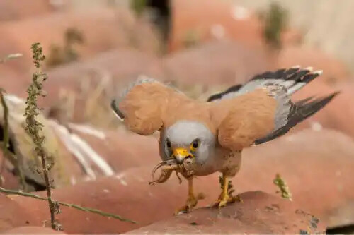 avını yakalamış küçük kerkenez