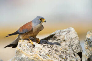 Küçük Kerkenez, Şahinlerin En Küçüğü