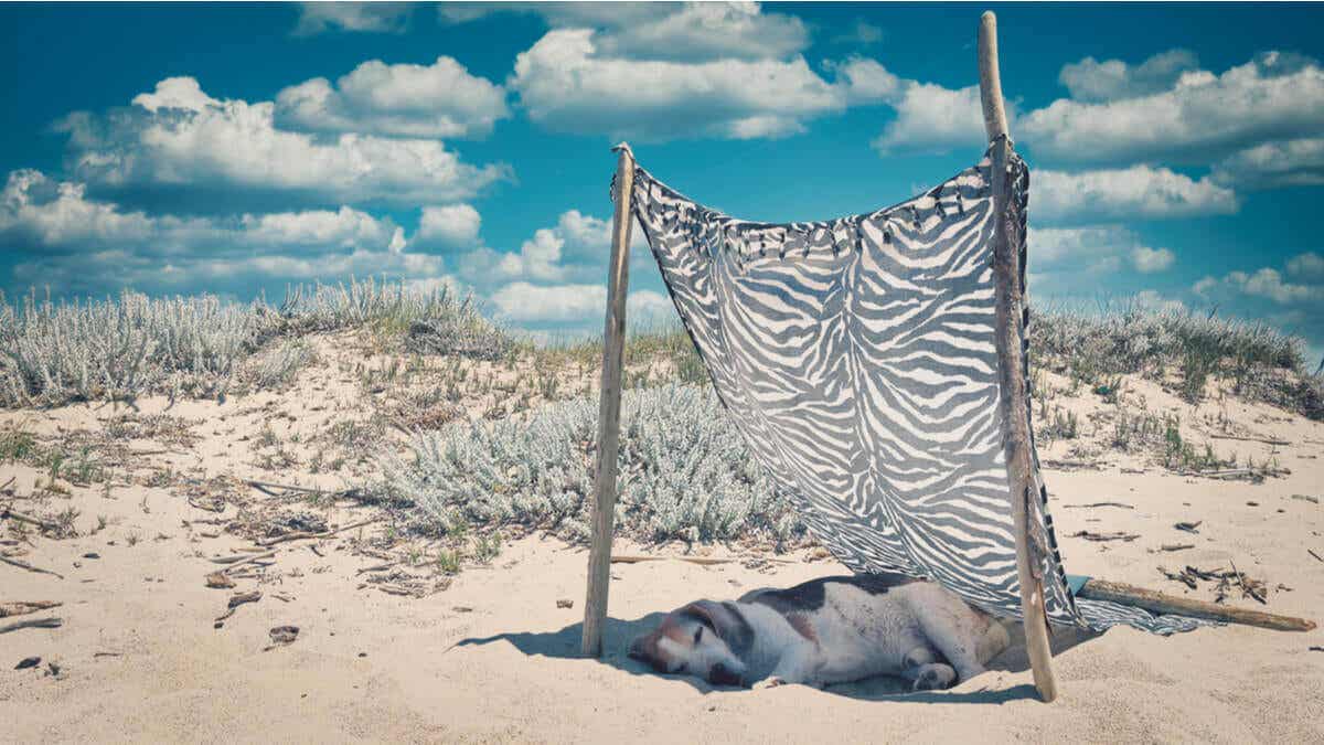 kumda gölgede yatan köpek