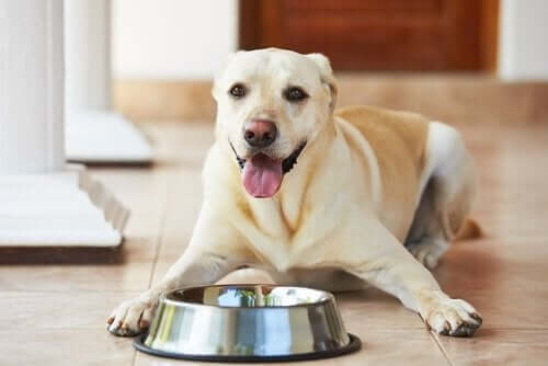 Köpeğinizi Beslerken Yapıyor Olabileceğiniz 4 Hata