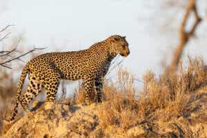 leopar çalıların arasında