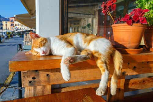 masanın üzerinde uyuyan kedi