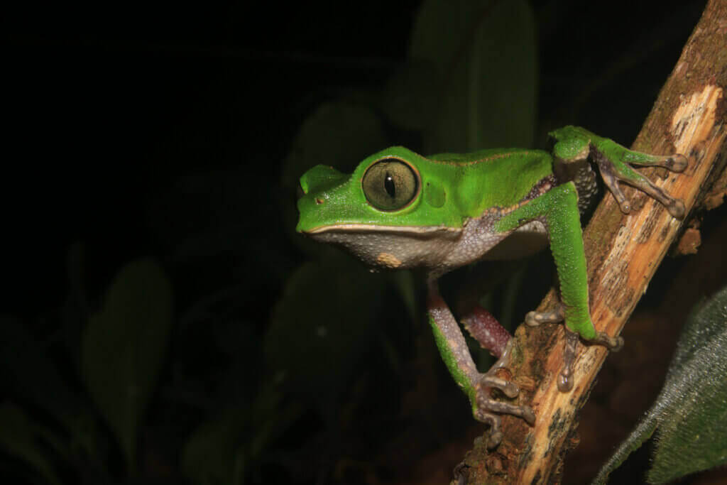 Maymun Kurbağası: Yaşam Alanı ve Özellikleri