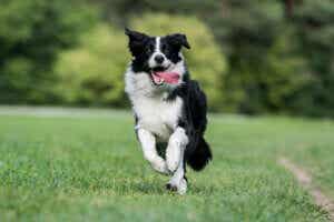 çilerde koşan border collie cinsi köpek