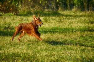 İnsanların Köpeklerini Parka Götürdüklerinde Yaptıkları 8 Hata