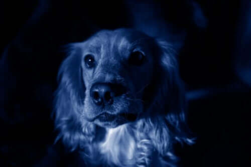 Bir Rus Şehrinde Aniden Mavi Köpekler Ortaya Çıkıyor