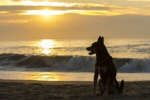 Evcil Hayvanınızın Kaybından Sonra Yenisini Almak İçin Ne Kadar Beklemelisiniz?