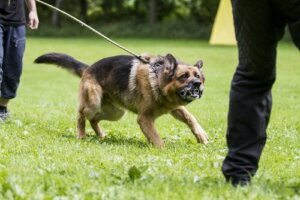 Köpeklerde Saldırganlığı Nasıl Önleyebilirsiniz?