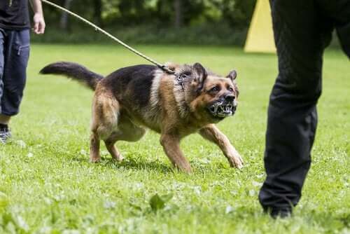 Köpeklerde Saldırganlığı Nasıl Önleyebilirsiniz?
