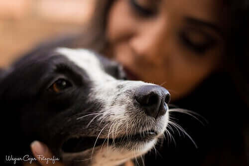 sinofobi köpek korkusunu yenmek