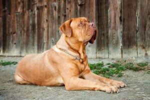 Kaç Farklı Molosser Cinsi Vardır?