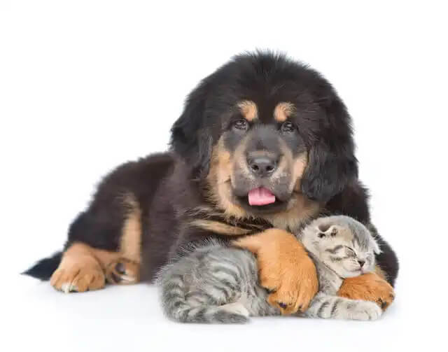 Ayılara Benzeyen Köpekler! My Animals