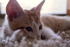 Kedilerin Çıkardığı Sesleri Anlamak