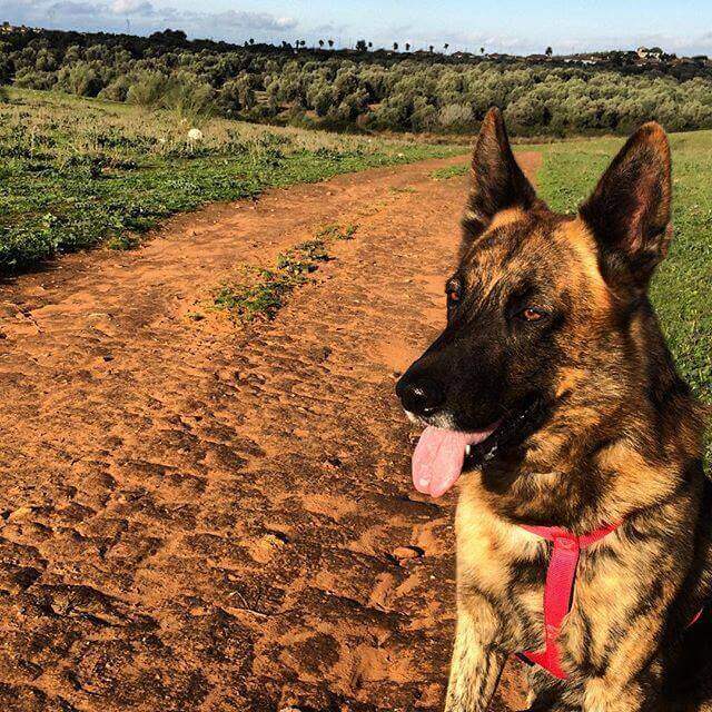 evcil hayvanın kaybı