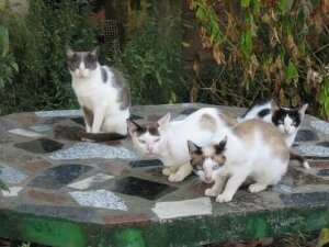 Kedileri Anlamak: Kedi Sahipleri İçin Bir Kılavuz