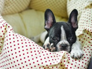 Köpeğiniz Yatağa İşiyorsa Ne Yapmalısınız?