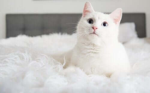 yatakta beyaz kedi