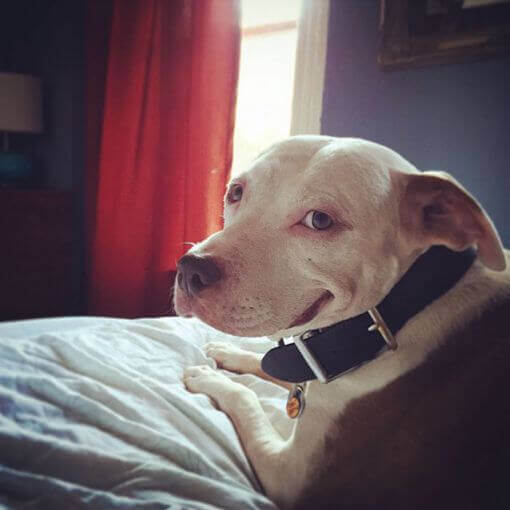 gülümseyen köpek pitbull