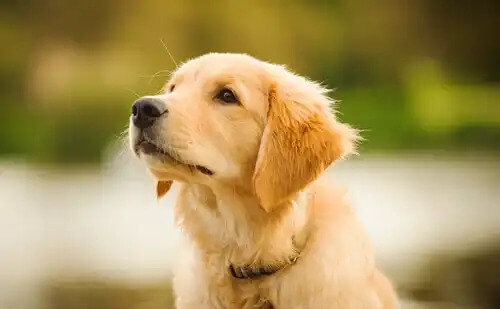 yavru golden retriever