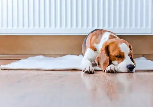 yerde çarşafta yatan üzgün köpek