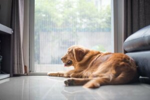 Bu köpek "Katiline" Dikkat Edin: Can Sıkıntısı