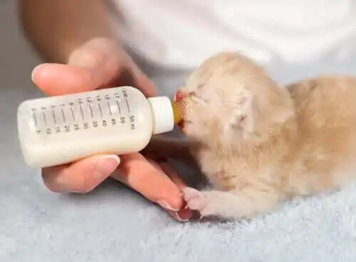 biberonla süt içen yavru kedi